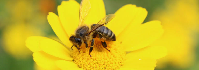 Biene auf gelber Ringelblume